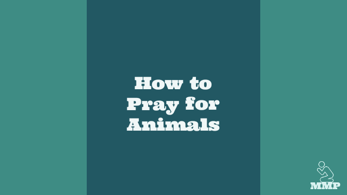 How to pray for animals